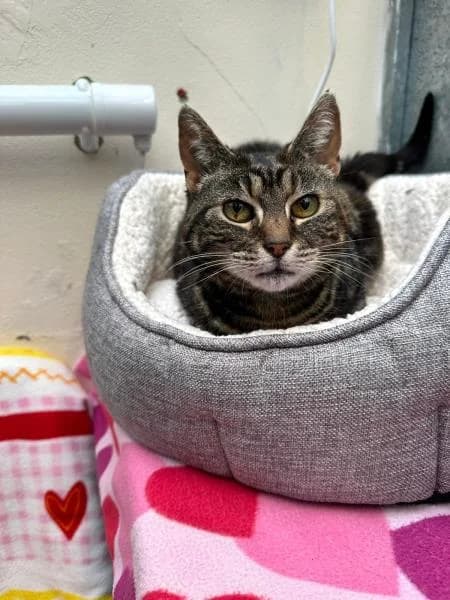 Edie,  senior Mixed Breed Cat for adoption at National Animal Welfare Trust, Watford