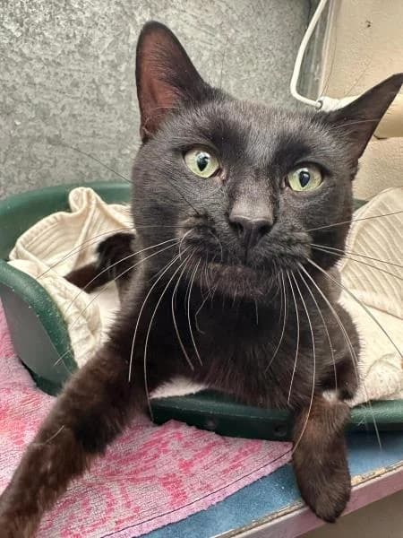 Benji, male 4yo Mixed Breed Cat for adoption at National Animal Welfare Trust, Watford