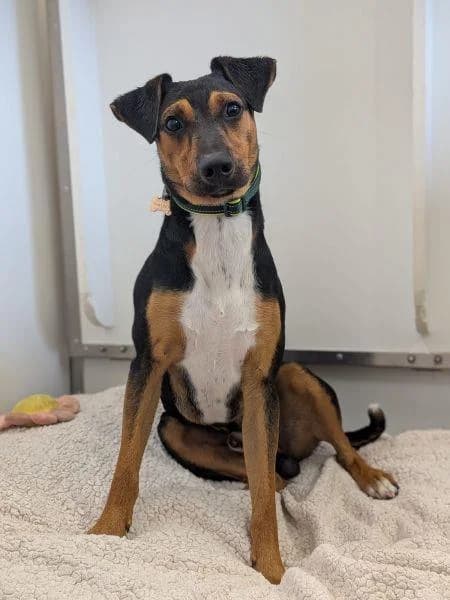 Buddy, male young mixed breed for adoption at National Animal Welfare Trust, Watford