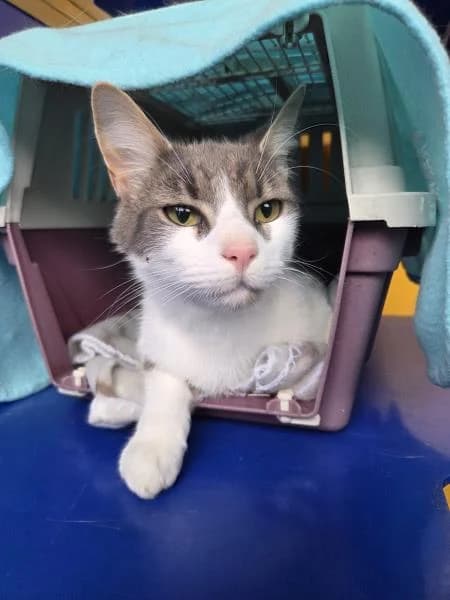 PomPom, male young Mixed Breed Cat for adoption at National Animal Welfare Trust, Watford