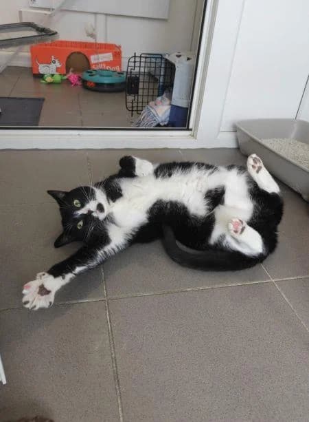 Bread, female 7yo Mixed Breed Cat for adoption at National Animal Welfare Trust, Watford