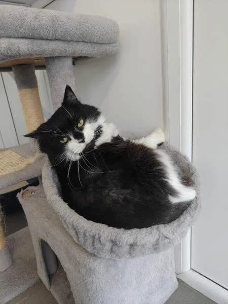 Butter, female 7yo mixed breed for adoption at National Animal Welfare Trust, Watford