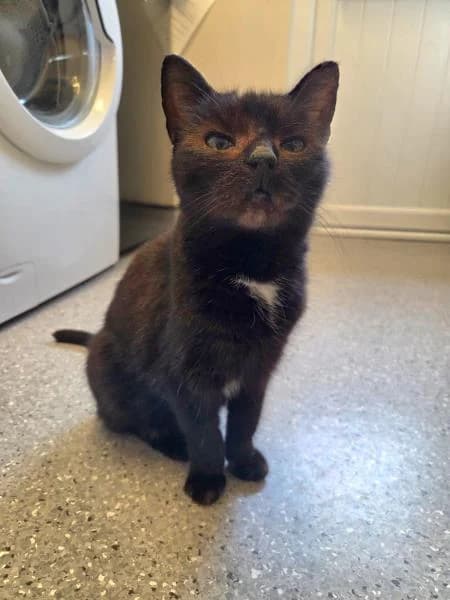 Dolly, female puppy Mixed Breed Cat for adoption at National Animal Welfare Trust, Watford