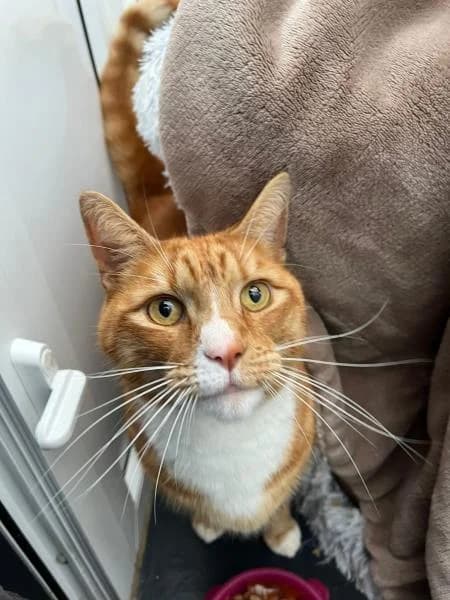 Biccy, male 7yo Mixed Breed Cat for adoption at National Animal Welfare Trust, Watford