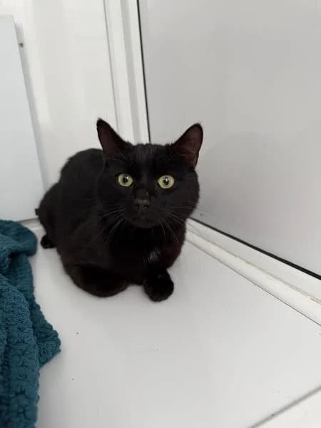 Jax, male young Mixed Breed Cat for adoption at National Animal Welfare Trust, Watford