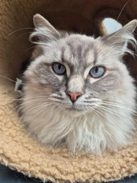 Rex, male 6yo Ragdoll for adoption at National Animal Welfare Trust, Watford