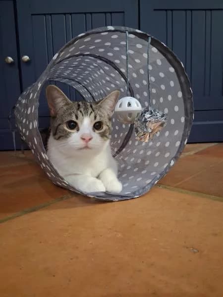 Arlo (& Lucky), male young Mixed Breed Cat for adoption at National Animal Welfare Trust, Watford