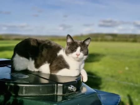 Lucky (& Arlo), male 3yo Mixed Breed Cat for adoption at National Animal Welfare Trust, Watford