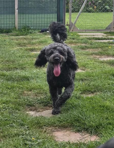 Bruno (and Miffy), male 7yo Cockapoo for adoption at National Animal Welfare Trust, Watford