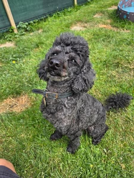 Miffy (and Bruno), male senior Poodle for adoption at National Animal Welfare Trust, Watford