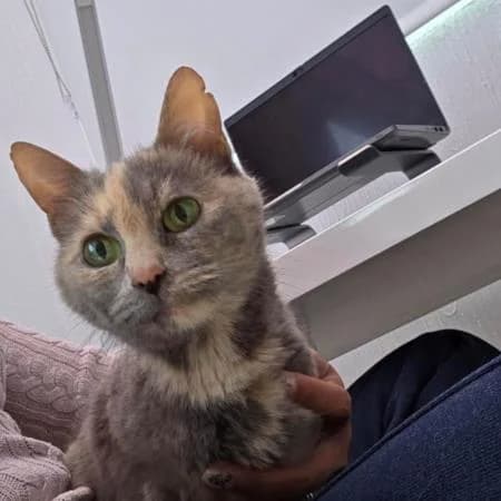 Stella, female young Mixed Breed Cat for adoption at National Animal Welfare Trust, Watford