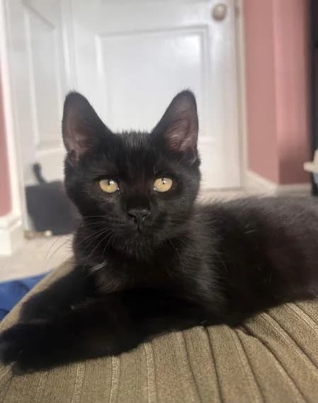 Inky (& smudge),  puppy Mixed Breed Cat for adoption at National Animal Welfare Trust, Watford
