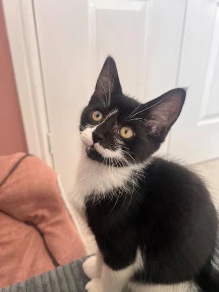Smudge (& Inky), male puppy Mixed Breed Cat for adoption at National Animal Welfare Trust, Watford