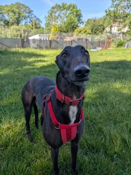 Happy, male 3yo Greyhound for adoption at National Animal Welfare Trust, Watford