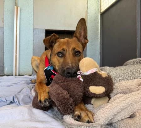 Lola, female young Mixed Breed for adoption at National Animal Welfare Trust, Watford