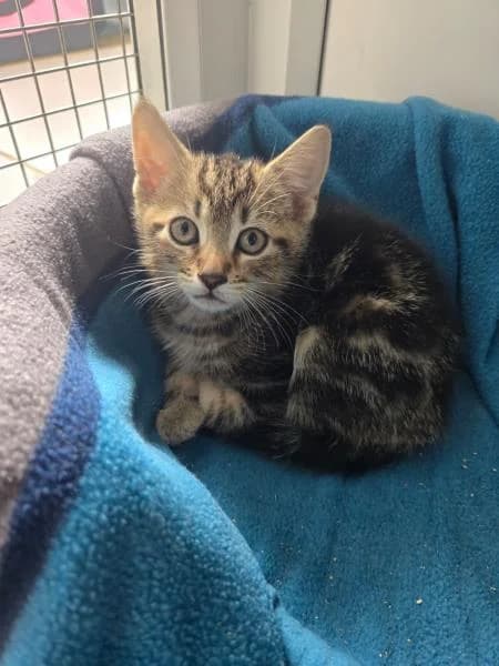 Finch (&Sparrow), male puppy Mixed Breed Cat for adoption at National Animal Welfare Trust, Watford