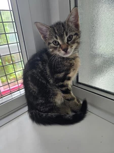 Sparrow (& Finch), female puppy Mixed Breed Cat for adoption at National Animal Welfare Trust, Watford