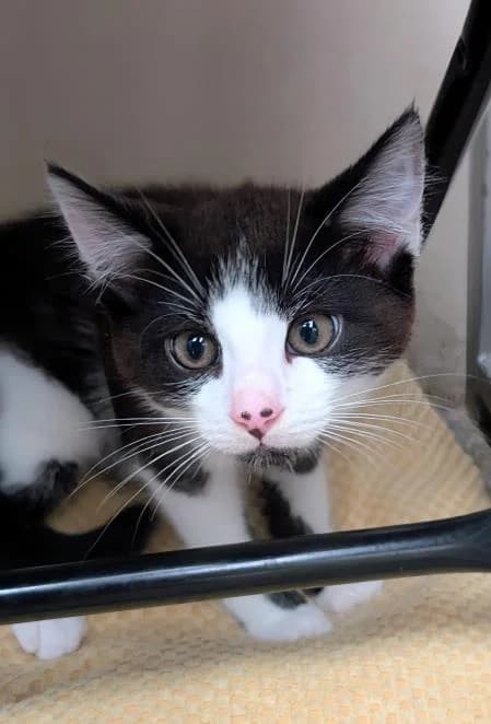 Sorbet (& Sundae), male puppy Mixed Breed Cat for adoption at National Animal Welfare Trust, Watford