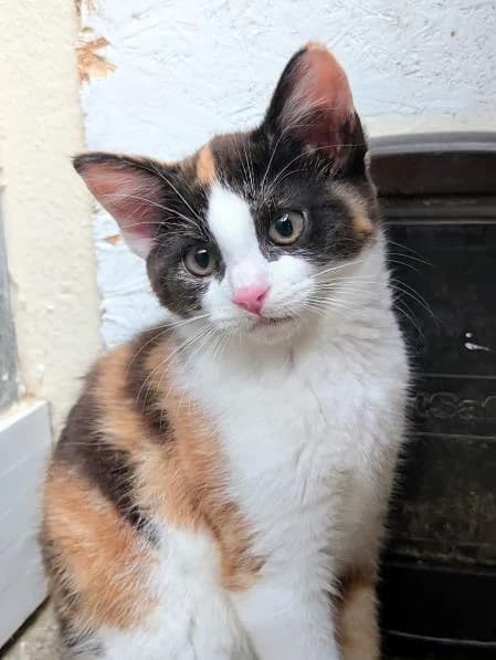 Sundae (& Sorbet), female puppy Mixed Breed Cat for adoption at National Animal Welfare Trust, Watford