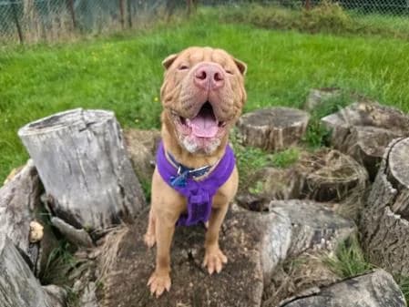 Alf, male young Shar Pei for adoption at National Animal Welfare Trust, Watford
