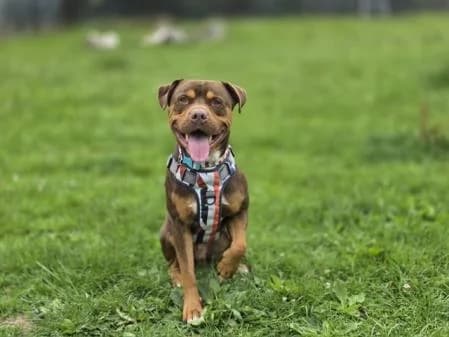 Walter, male 4yo Mixed Breed for adoption at National Animal Welfare Trust, Watford