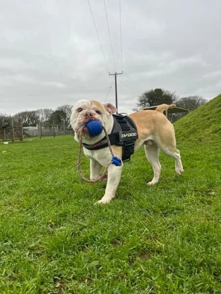 Jack, male 3yo English Bulldog for adoption at National Animal Welfare Trust, Watford