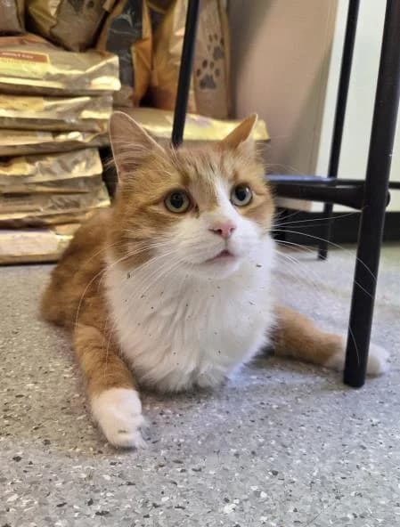Sunny, male 5yo mixed breed for adoption at National Animal Welfare Trust, Watford