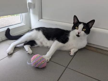 Aurora, female young Mixed Breed Cat for adoption at National Animal Welfare Trust, Watford