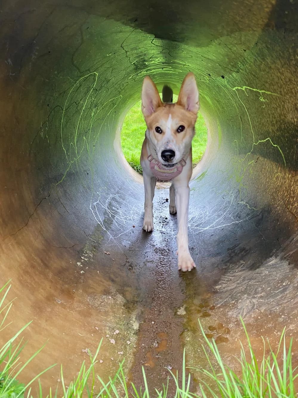 Nala, female young Mixed Breed for adoption at National Animal Welfare Trust, Watford