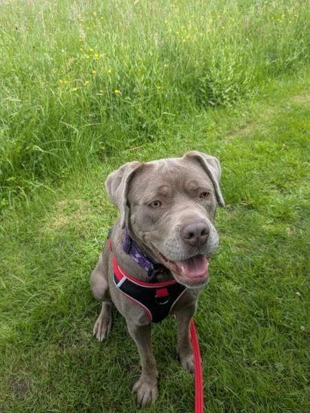Darla, female young Mastiff for adoption at National Animal Welfare Trust, Watford