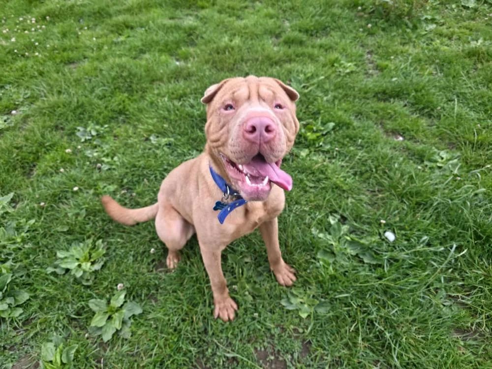 Alf, male young Shar Pei for adoption at National Animal Welfare Trust, Watford