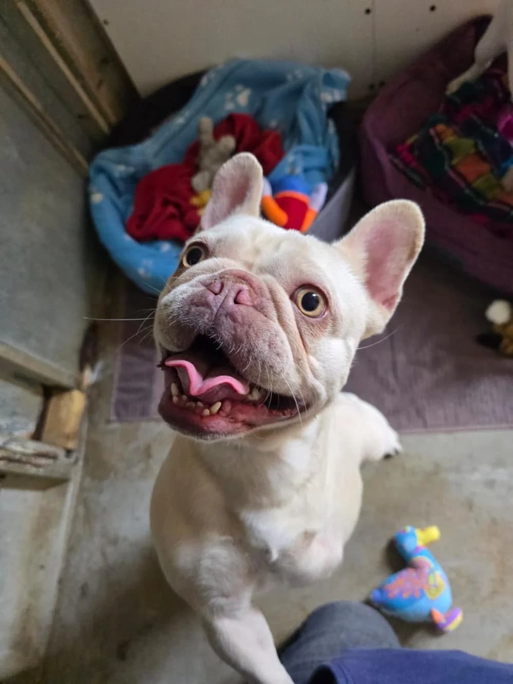 Eden, female 3yo English Bulldog for adoption at National Animal Welfare Trust, Watford