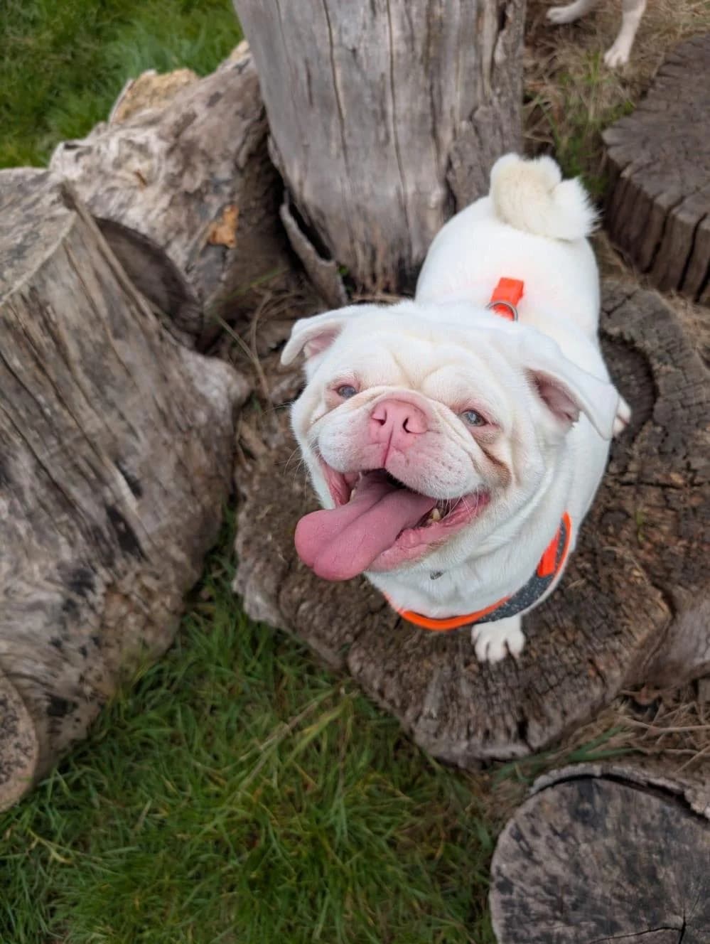 Albie, male 4yo Pug for adoption at National Animal Welfare Trust, Watford