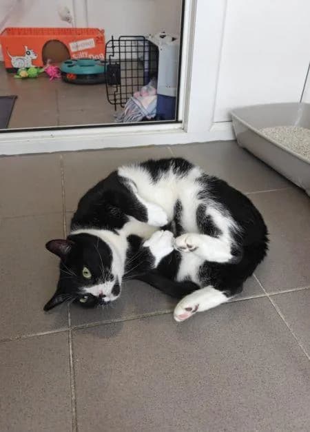 Bread, female 7yo Mixed Breed Cat for adoption at National Animal Welfare Trust, Watford