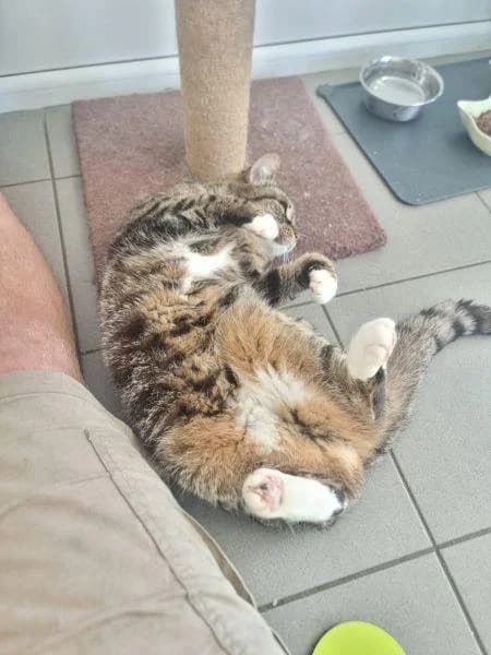 Bunny, female 5yo Mixed Breed Cat for adoption at National Animal Welfare Trust, Watford