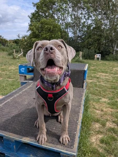 Darla, female young Mastiff for adoption at National Animal Welfare Trust, Watford