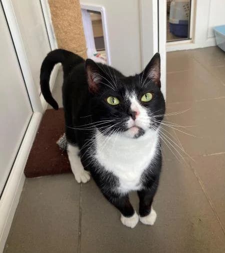 Bread, female 7yo Mixed Breed Cat for adoption at National Animal Welfare Trust, Watford