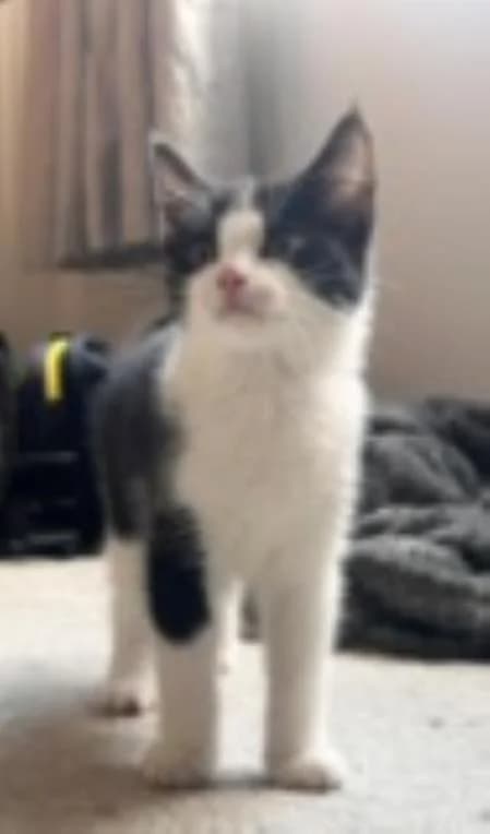 Lockie (& Blossom), male puppy Mixed Breed Cat for adoption at National Animal Welfare Trust, Watford