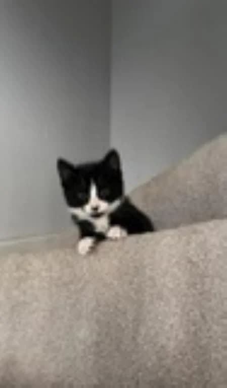 Buttercup (& Bubbles),  puppy Mixed Breed Cat for adoption at National Animal Welfare Trust, Watford