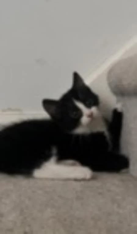 Blossom (& Lockie),  puppy Mixed Breed Cat for adoption at National Animal Welfare Trust, Watford