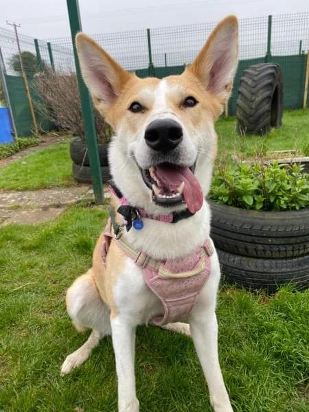 Nala, female young Mixed Breed for adoption at National Animal Welfare Trust, Watford