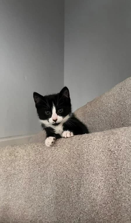 Buttercup (& Bubbles),  puppy Mixed Breed Cat for adoption at National Animal Welfare Trust, Watford