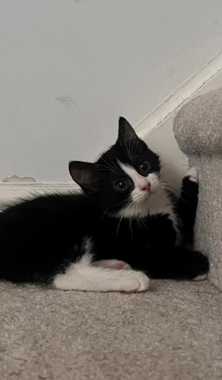 Blossom (& Lockie),  puppy Mixed Breed Cat for adoption at National Animal Welfare Trust, Watford