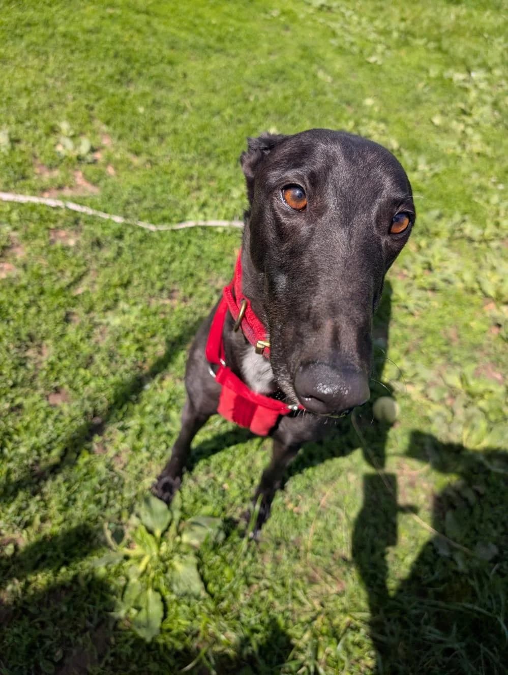 Happy, male 3yo Greyhound for adoption at National Animal Welfare Trust, Watford