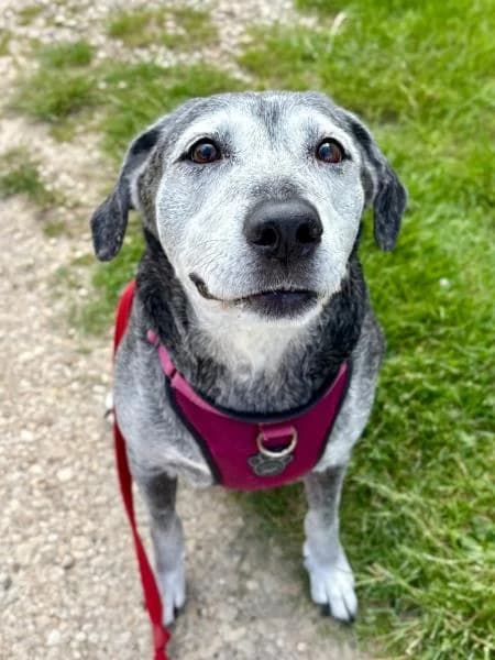 Peppa, female senior Labrador Retriever for adoption at National Animal Welfare Trust, Watford