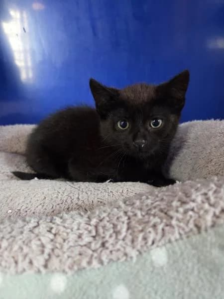 Sweep, male puppy Mixed Breed Cat for adoption at National Animal Welfare Trust, Watford