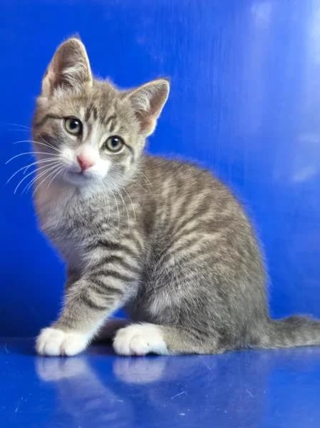 Shadow, male puppy Mixed Breed Cat for adoption at National Animal Welfare Trust, Watford