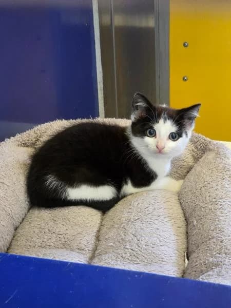 Patch, female puppy Mixed Breed Cat for adoption at National Animal Welfare Trust, Watford