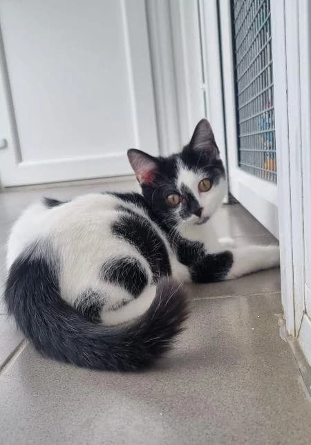 Cosmos, female puppy Mixed Breed Cat for adoption at National Animal Welfare Trust, Watford