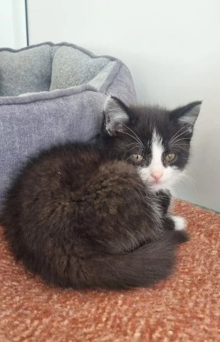 Eclipse, male puppy Mixed Breed Cat for adoption at National Animal Welfare Trust, Watford